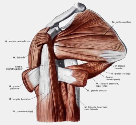 Le parti interessate nell'infortunio del portiere gialloblù