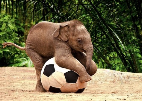funny-animals-playing-soccer-football-006
